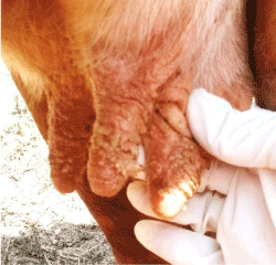Papilloma in a cow. Papillomatosis cows