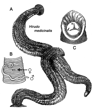 Hirudinea Lamarck 1818: Evolutionary origin and taxonomy of the six medicinal  leeches (genus Hirudo) known today