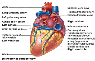 sinus coronary veins aneurysm incidental