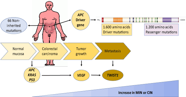 Colorectal cancer mutations, Cancer colorectal gene mutations - Cancer and genetic mutations