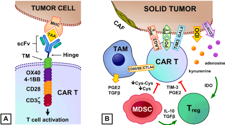 Targeting The Immune Suppressive Tumor Microenvironment To Potentiate Car T Cell Therapy