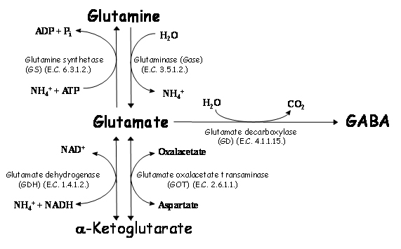 Glutamate transporters: the regulatory proteins for excitatory/excitotoxic  glutamate in brain