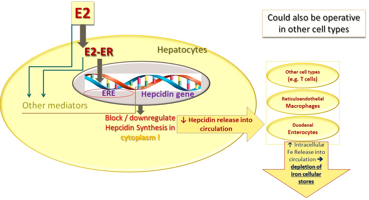 The Re Emerging Role Of Iron In Infection And Immunity