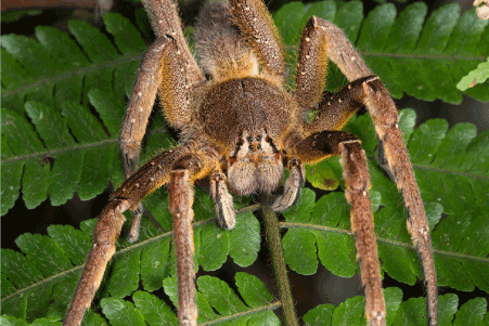 Female P. nigriventer responsible for the bite.