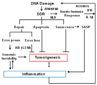 Adaptive Immune Response Flow Chart