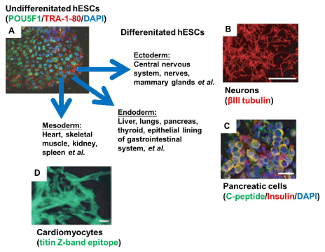 Pluripotent Stem Cells And Mitochondrial Dysfunction