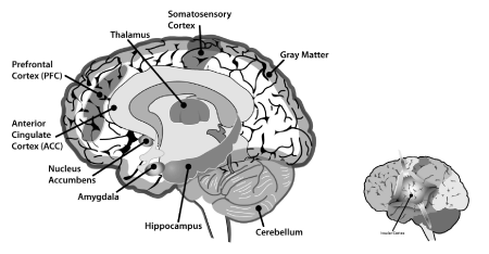 The Role of the Prefrontal Cortex in Chronic Pain - The Pain PT